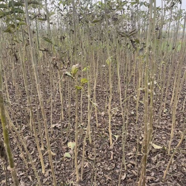 核桃苗，山西成品核桃苗基地！