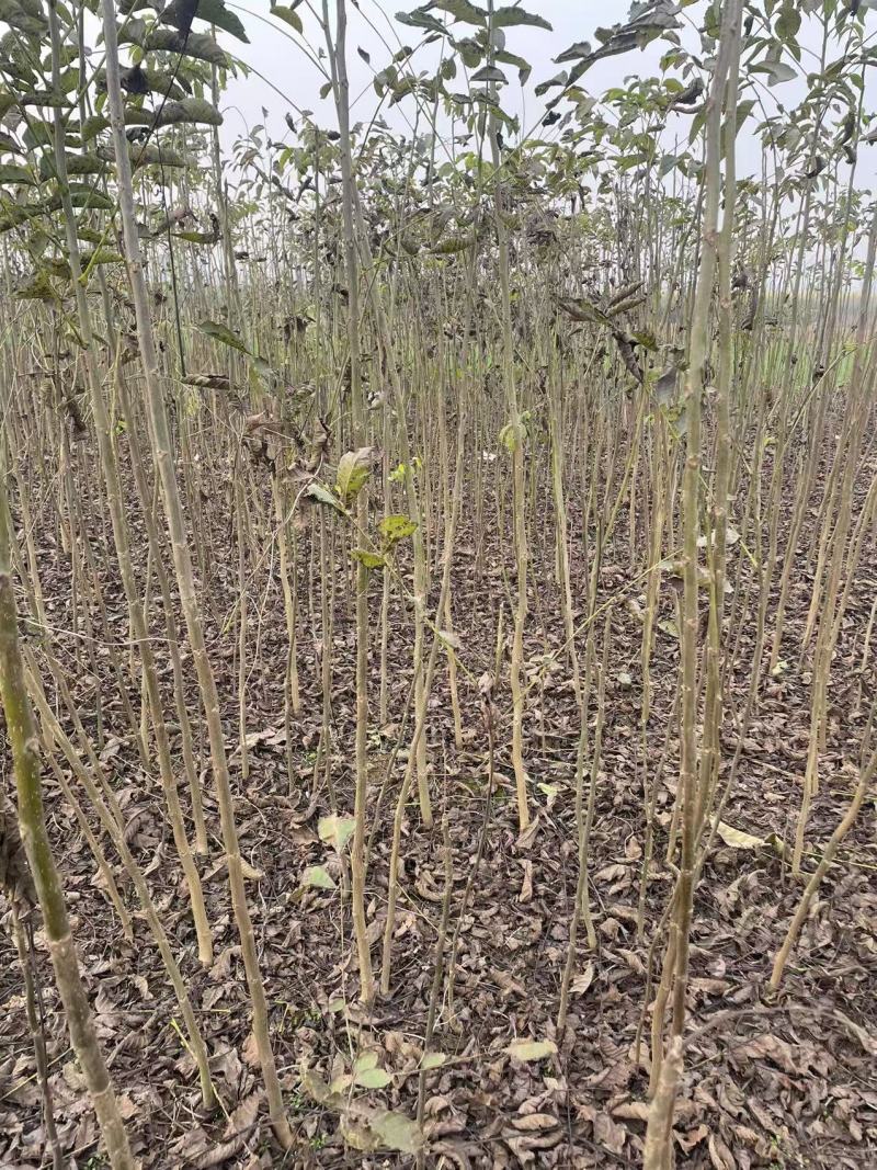 核桃苗，山西成品核桃苗基地！
