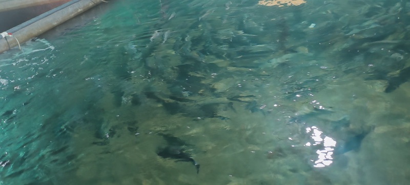 虹鳟苗大小都有