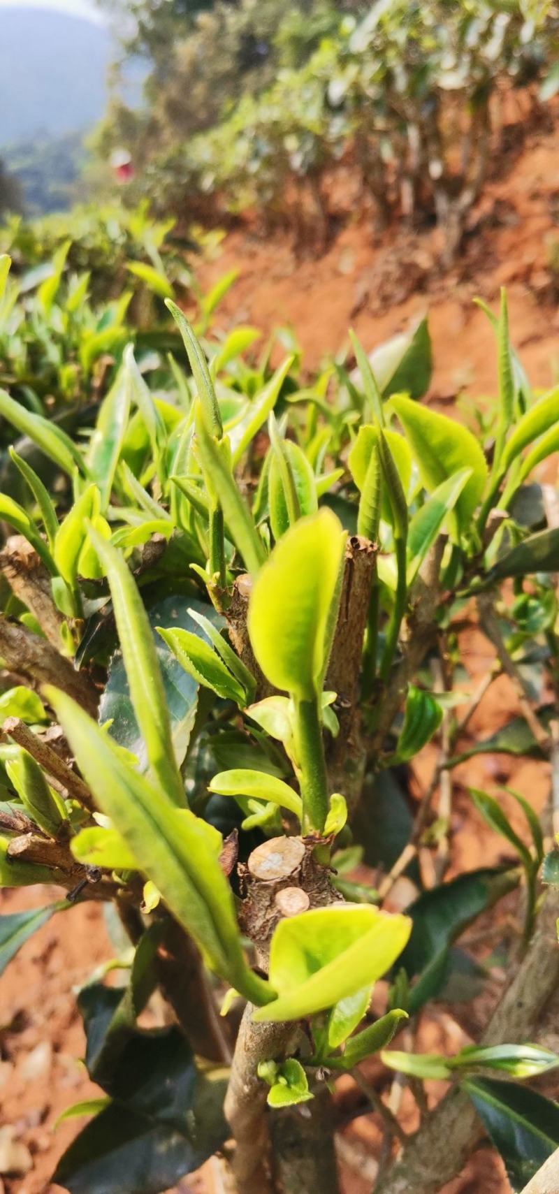普洱大叶白茶春茶