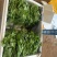 豌豆苗现采