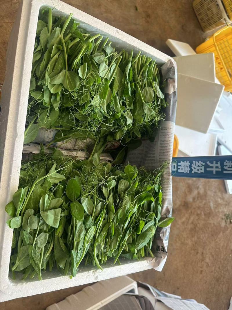 豌豆苗现采