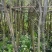 红千层(串钱柳)2-18分，各种规格，大量低价出售