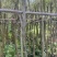 红千层(串钱柳)2-18分，各种规格，大量低价出售