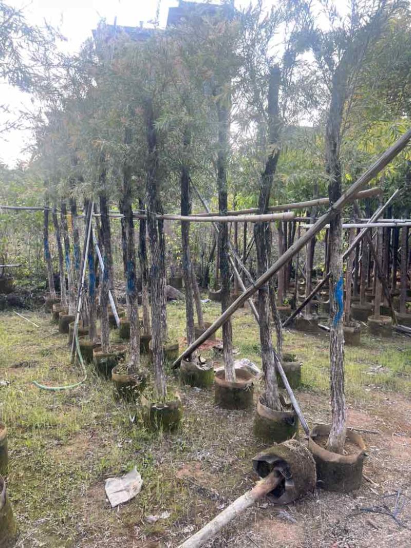 红千层(串钱柳)2-18分，各种规格，大量低价出售