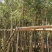 红千层(串钱柳)2-18分，各种规格，大量低价出售