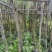 红千层(串钱柳)2-18分，各种规格，大量低价出售