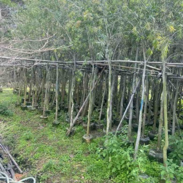 红千层(串钱柳)2-18分，各种规格，大量低价出售