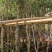 红千层(串钱柳)2-18分，各种规格，大量低价出售