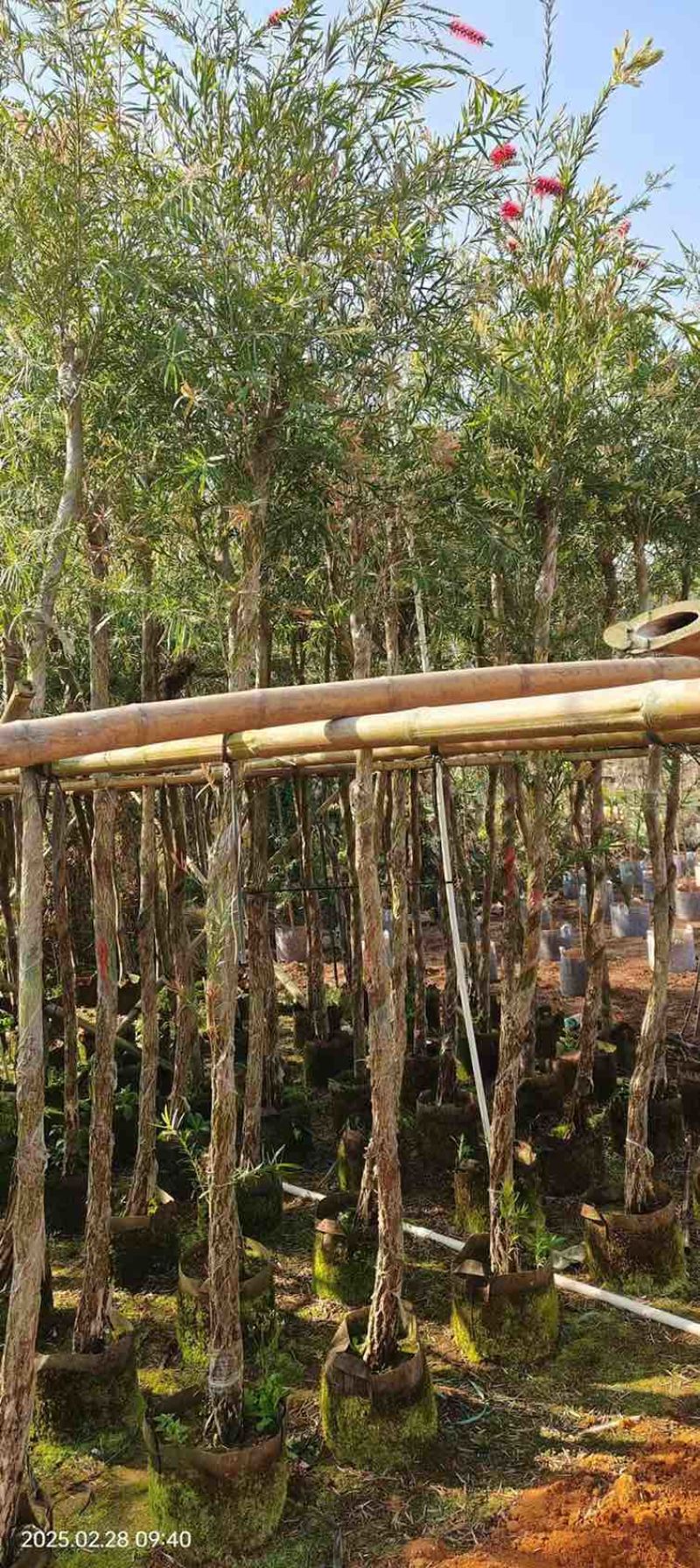 红千层(串钱柳)2-18分，各种规格，大量低价出售