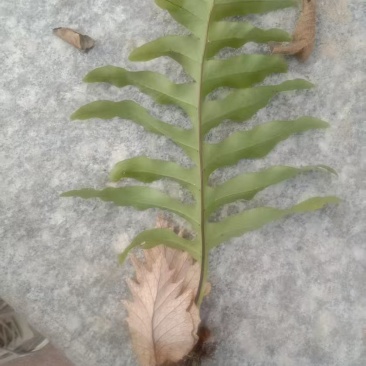 槲蕨（学名：Drynariaroosii）是水龙骨科槲
