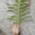 槲蕨（学名：Drynariaroosii）是水龙骨科槲