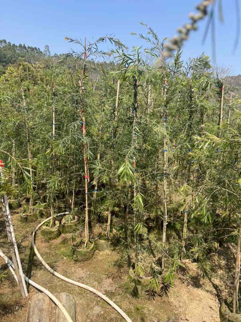串钱柳(红千层)1-2米高，各种规格，大量低价出售
