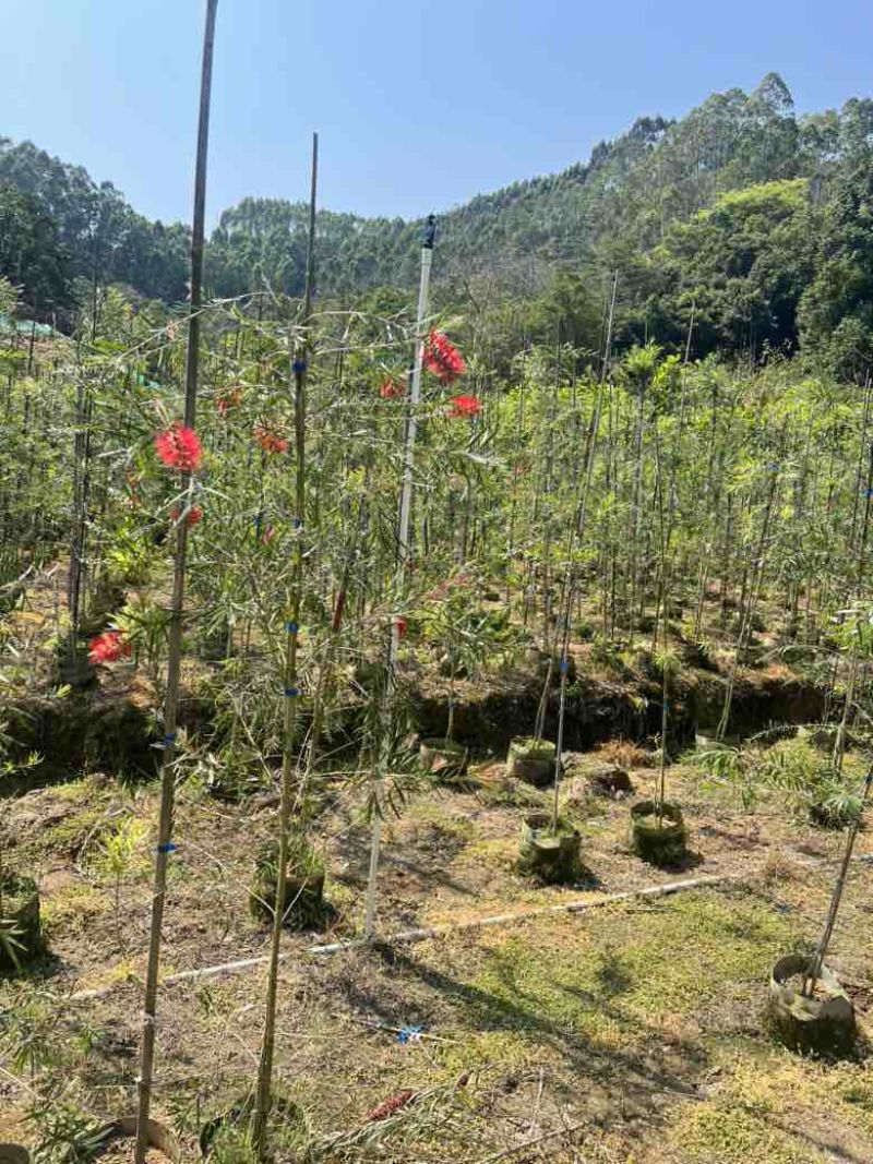 串钱柳(红千层)1-2米高，各种规格，大量低价出售