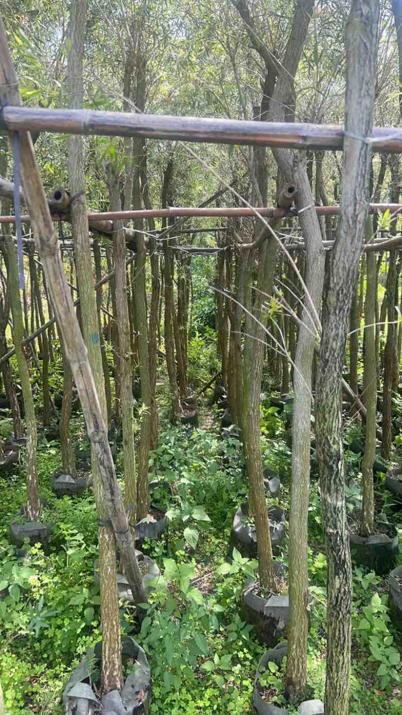 串钱柳(红千层)1-2米高，各种规格，大量低价出售