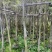 串钱柳(红千层)1-2米高，各种规格，大量低价出售