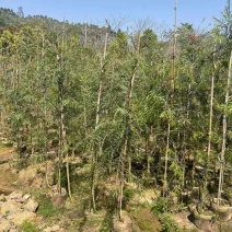 串钱柳(红千层)1-2米高，各种规格，大量低价出售
