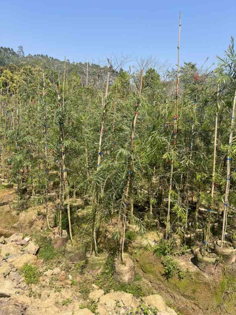 串钱柳(红千层)1-2米高，各种规格，大量低价出售
