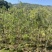 串钱柳(红千层)1-2米高，各种规格，大量低价出售