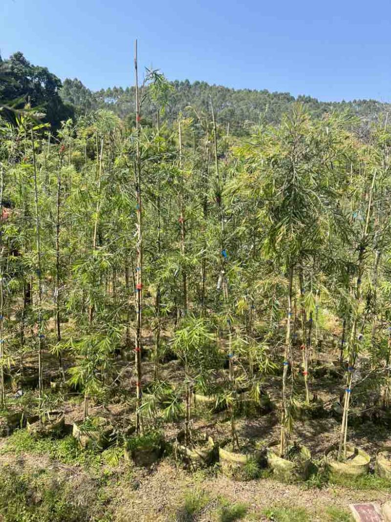 串钱柳(红千层)1-2米高，各种规格，大量低价出售