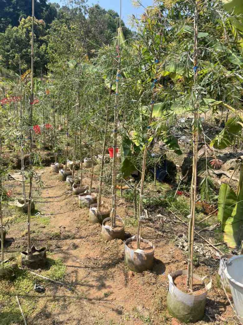 串钱柳(红千层)1-2米高，各种规格，大量低价出售