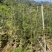 串钱柳(红千层)1-2米高，各种规格，大量低价出售