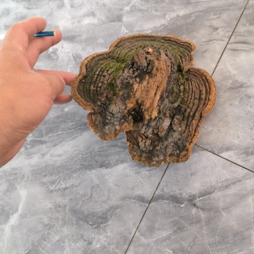 红刺玉子桑黄