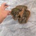 红刺玉子桑黄