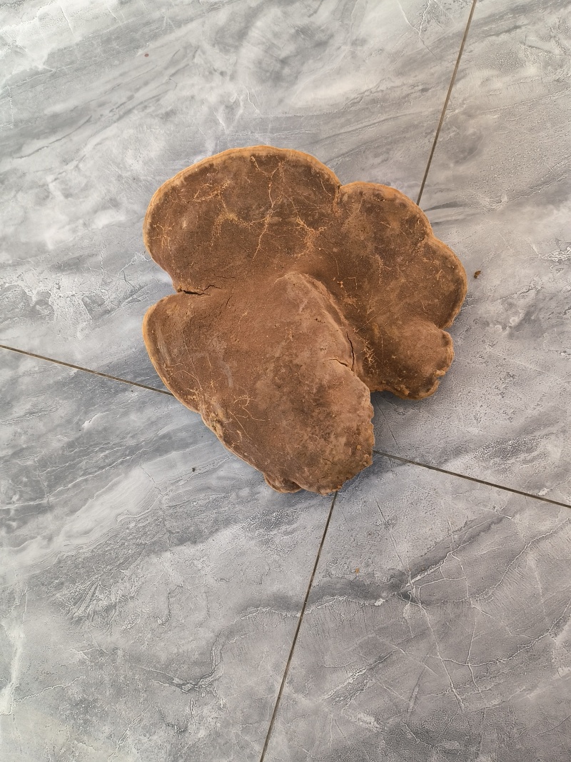 红刺玉子桑黄