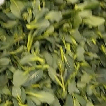 江苏青菜苔