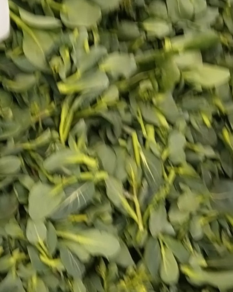 江苏青菜苔