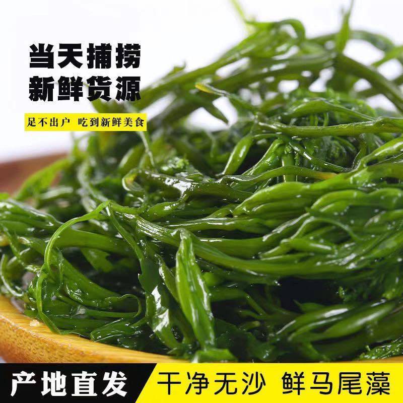 嘎嘣脆的马尾藻，嫩、脆、鲜美，五斤一箱，包邮到家