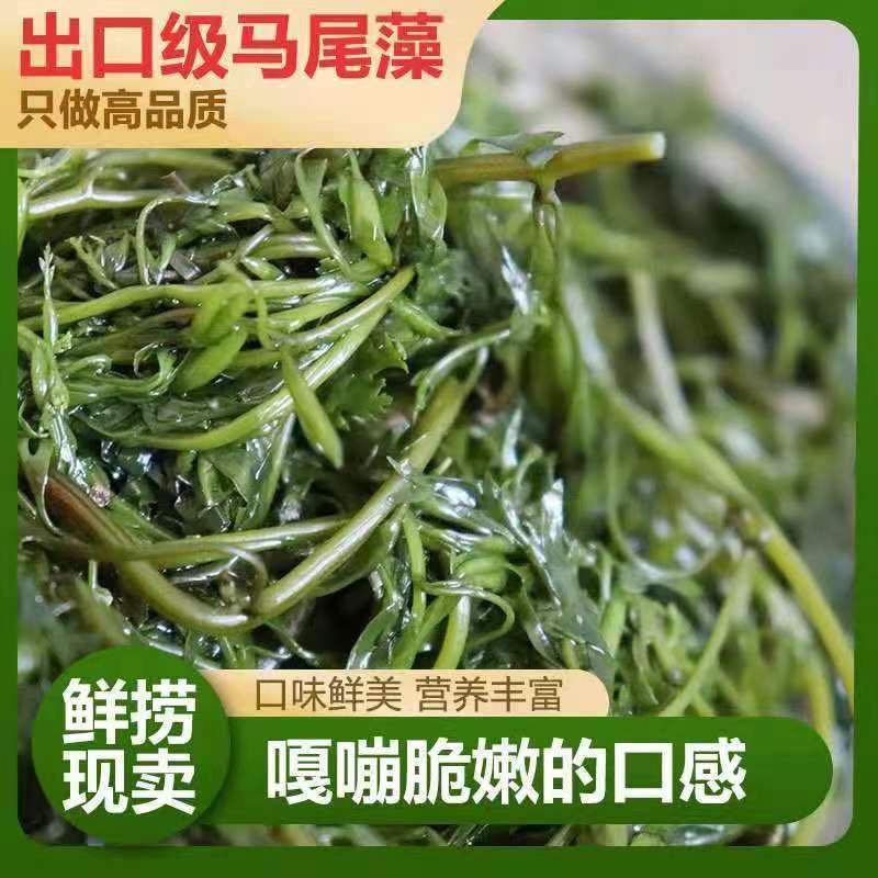 嘎嘣脆的马尾藻，嫩、脆、鲜美，五斤一箱，包邮到家