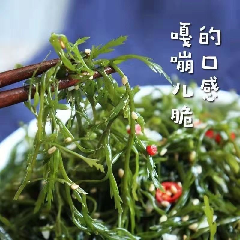 嘎嘣脆的马尾藻，嫩、脆、鲜美，五斤一箱，包邮到家