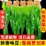 新鲜的裙带菜，今年新菜，源头海带厂家，五斤一箱，包邮到家