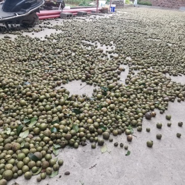 山茶油