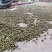 山茶油