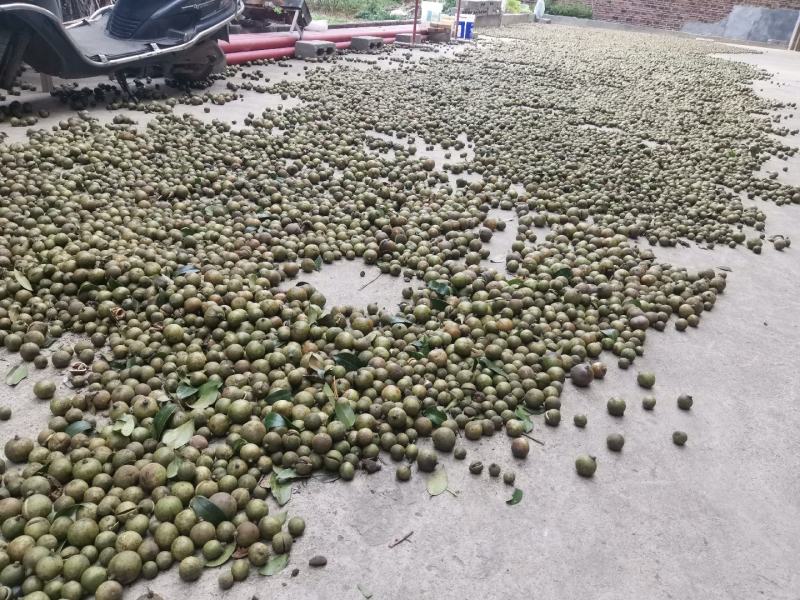 山茶油