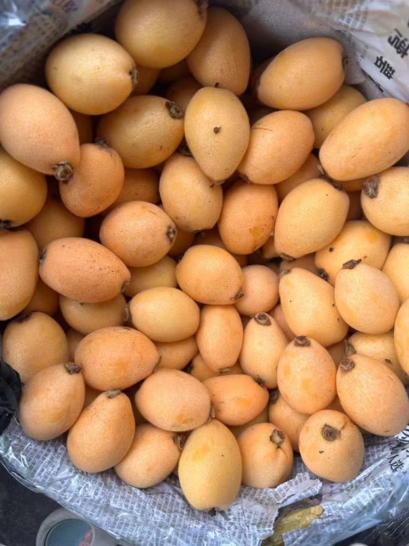 枇杷当季水果