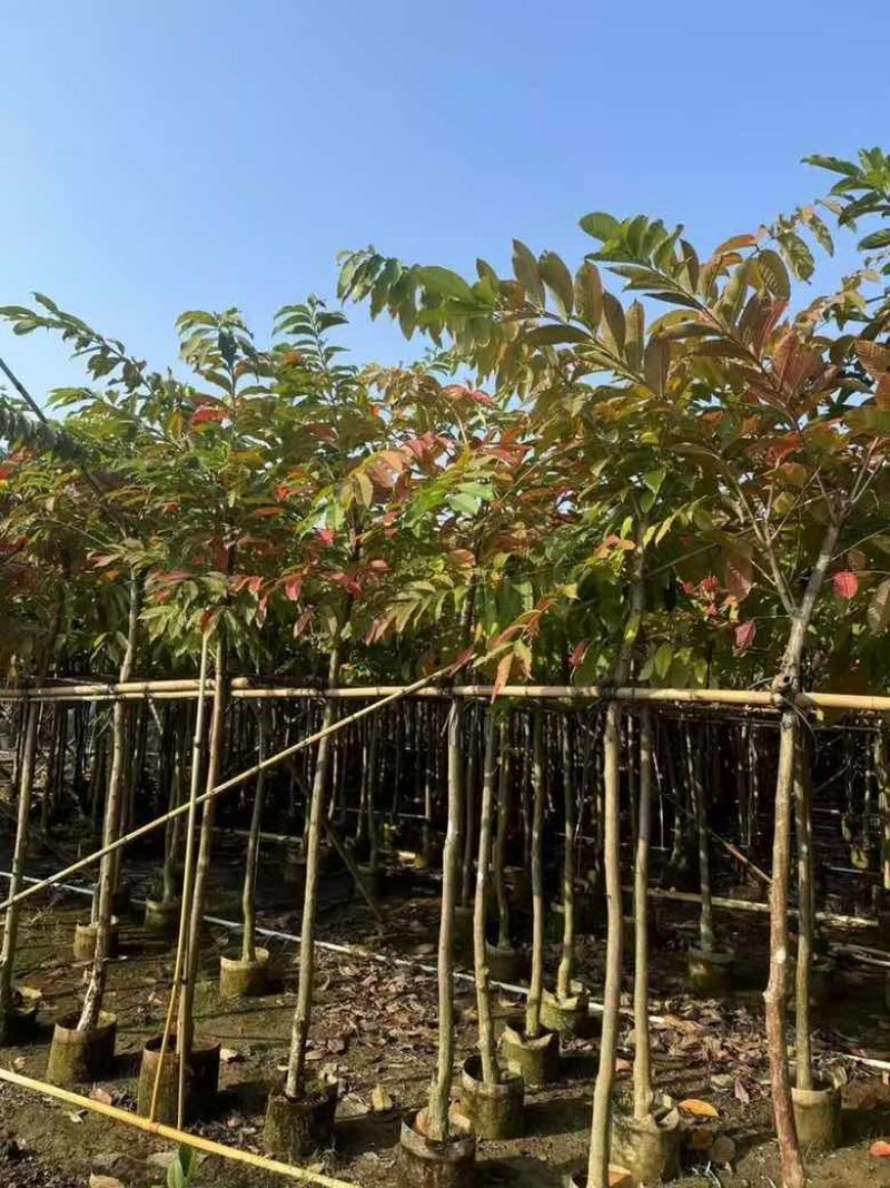 大叶紫薇2-18分，各种规格，大量低价出售