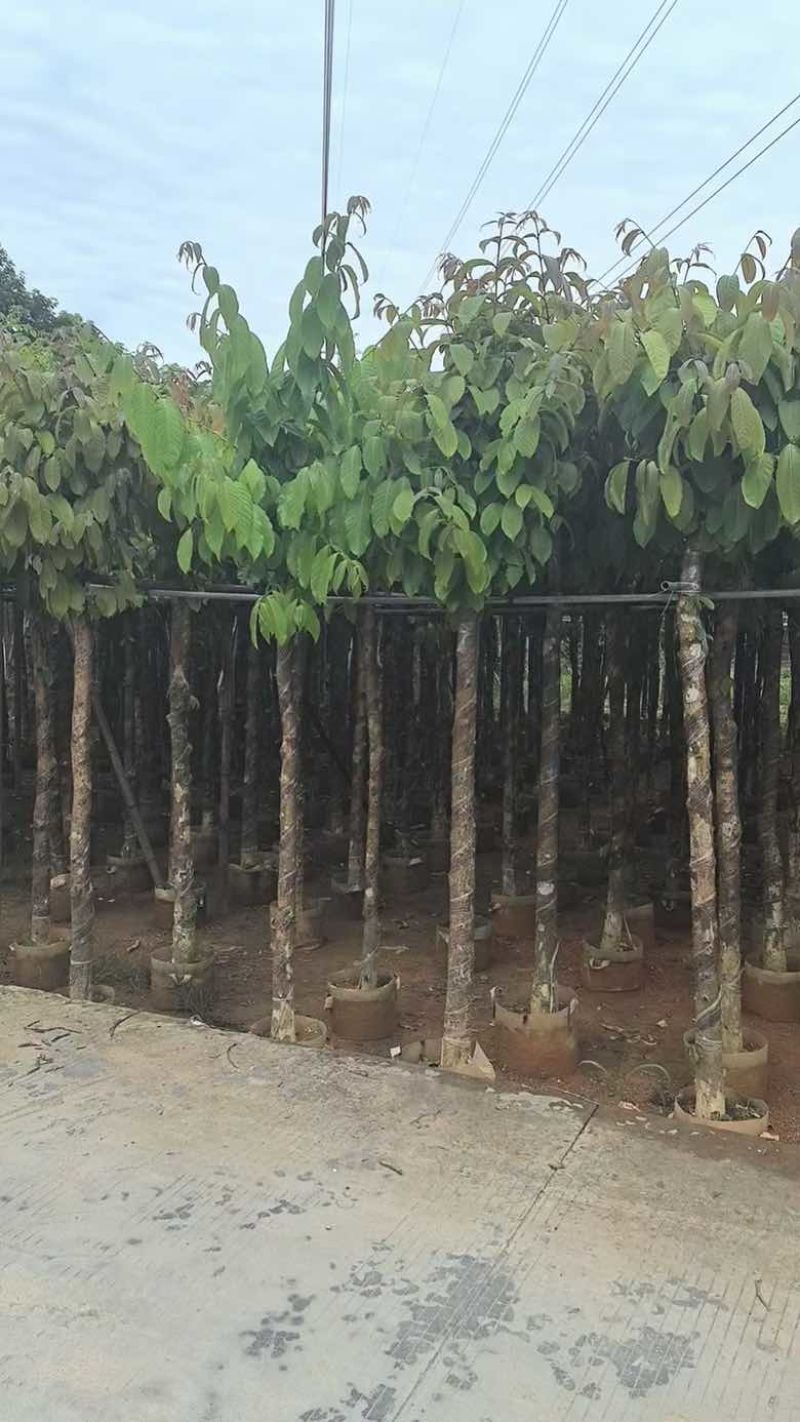 大叶紫薇2-18分，各种规格，大量低价出售