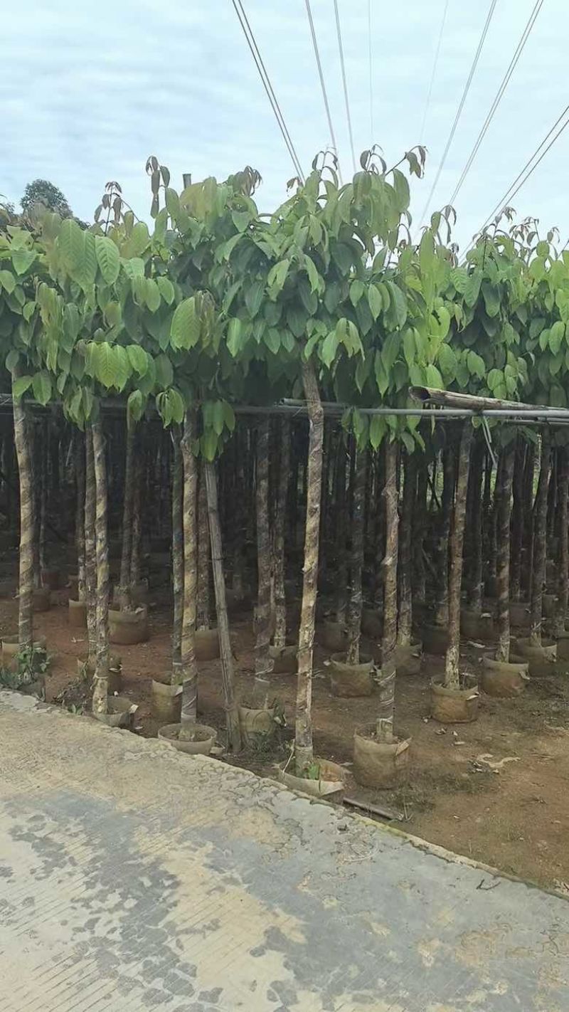 大叶紫薇2-18分，各种规格，大量低价出售
