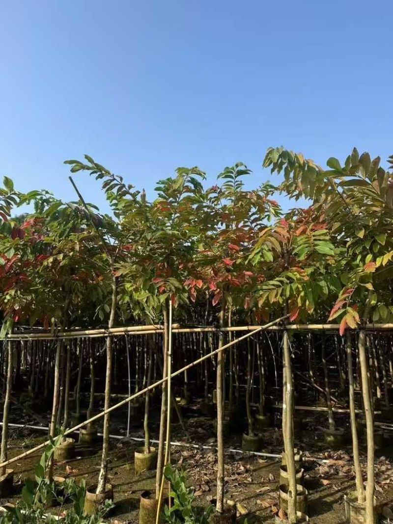 大叶紫薇2-18分，各种规格，大量低价出售