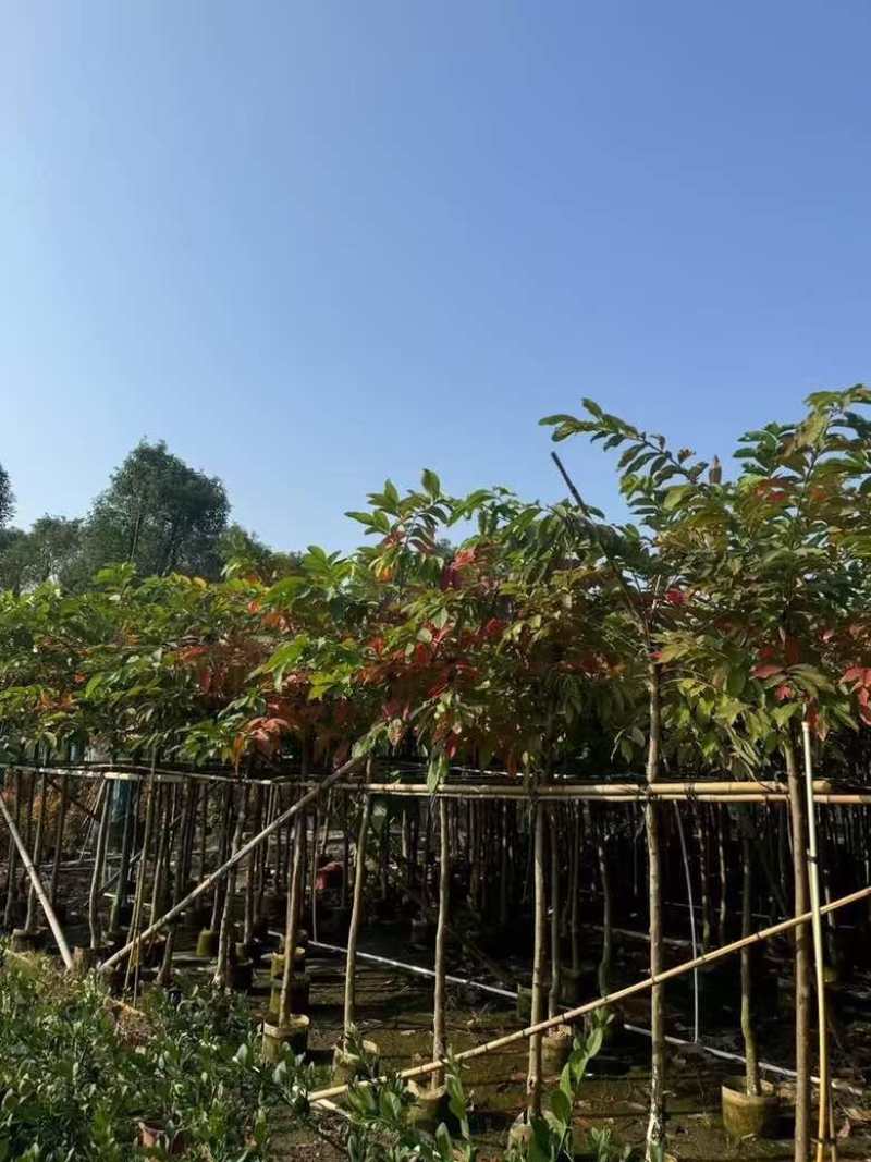 大叶紫薇2-18分，各种规格，大量低价出售