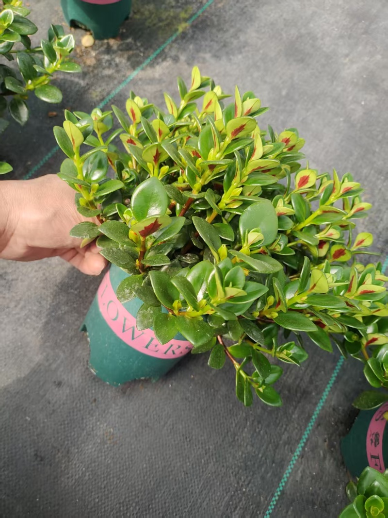金鱼花