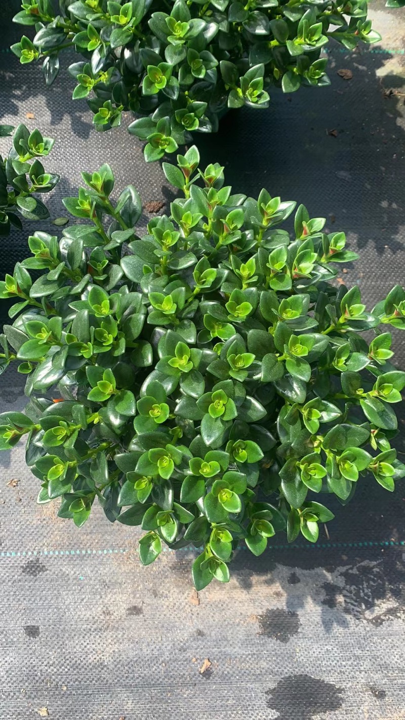 金鱼花