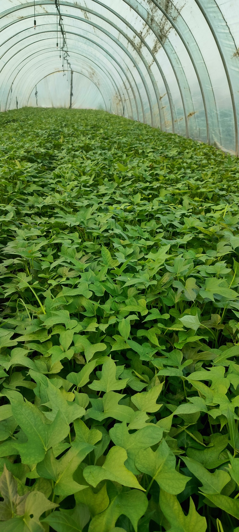 打量出售原种红薯苗，量大优惠