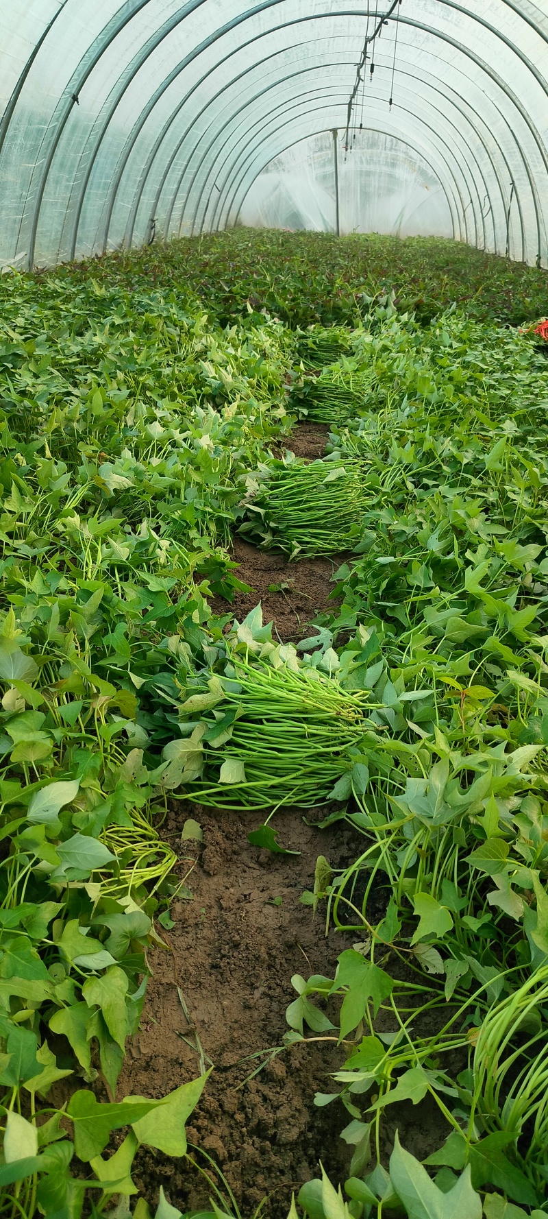 打量出售原种红薯苗，量大优惠
