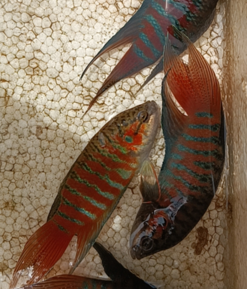 观赏鱼