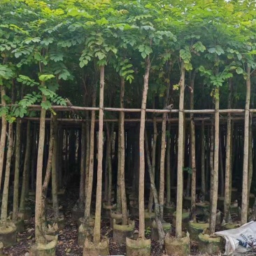 火焰木1-15分，各种规格，大量低价出售